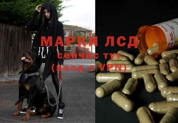 ПСИЛОЦИБИНОВЫЕ ГРИБЫ Белокуриха